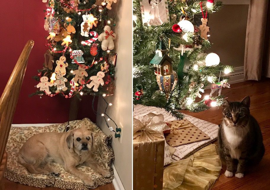 Holiday pet photos